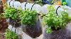 Brilliant Idea How To Grow Mint From Recycling Plastic Bags For Beginners