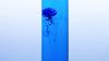 Jellyfish Sensory Bottle